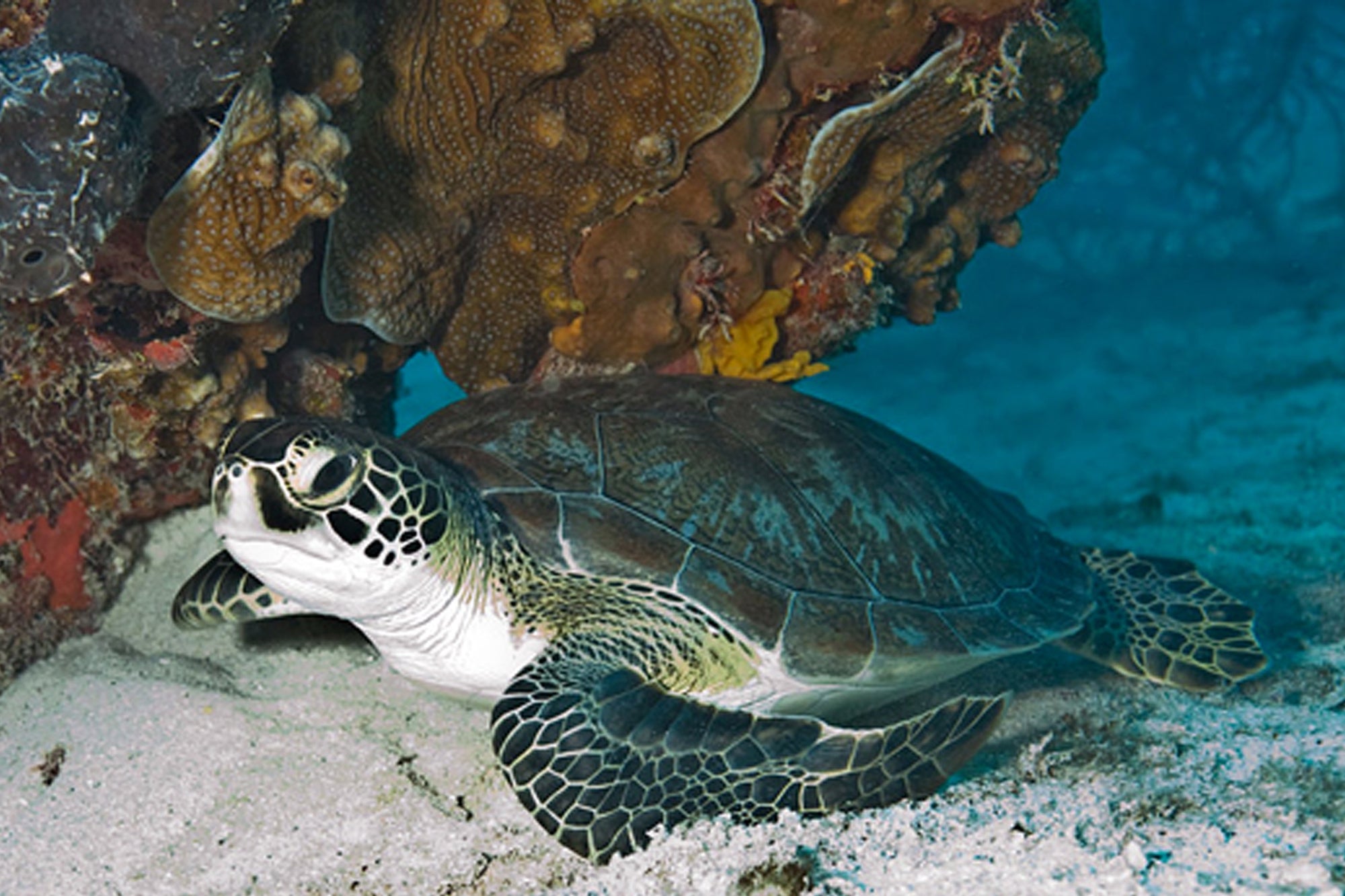 Deep Blue Sea Crossbody Bag - My Turtle And I