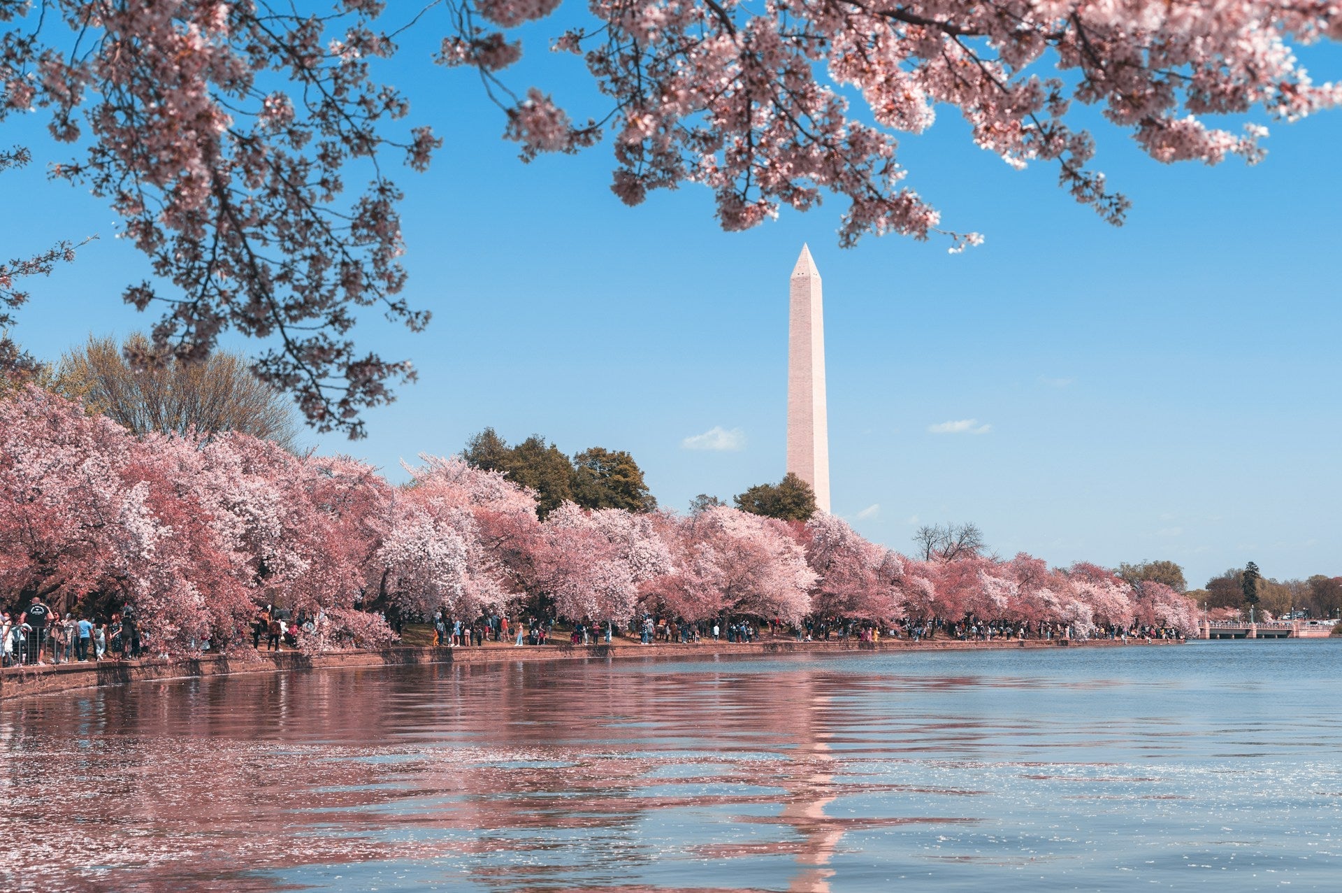 Washington D.C., DC, USA and cherry blossoms
