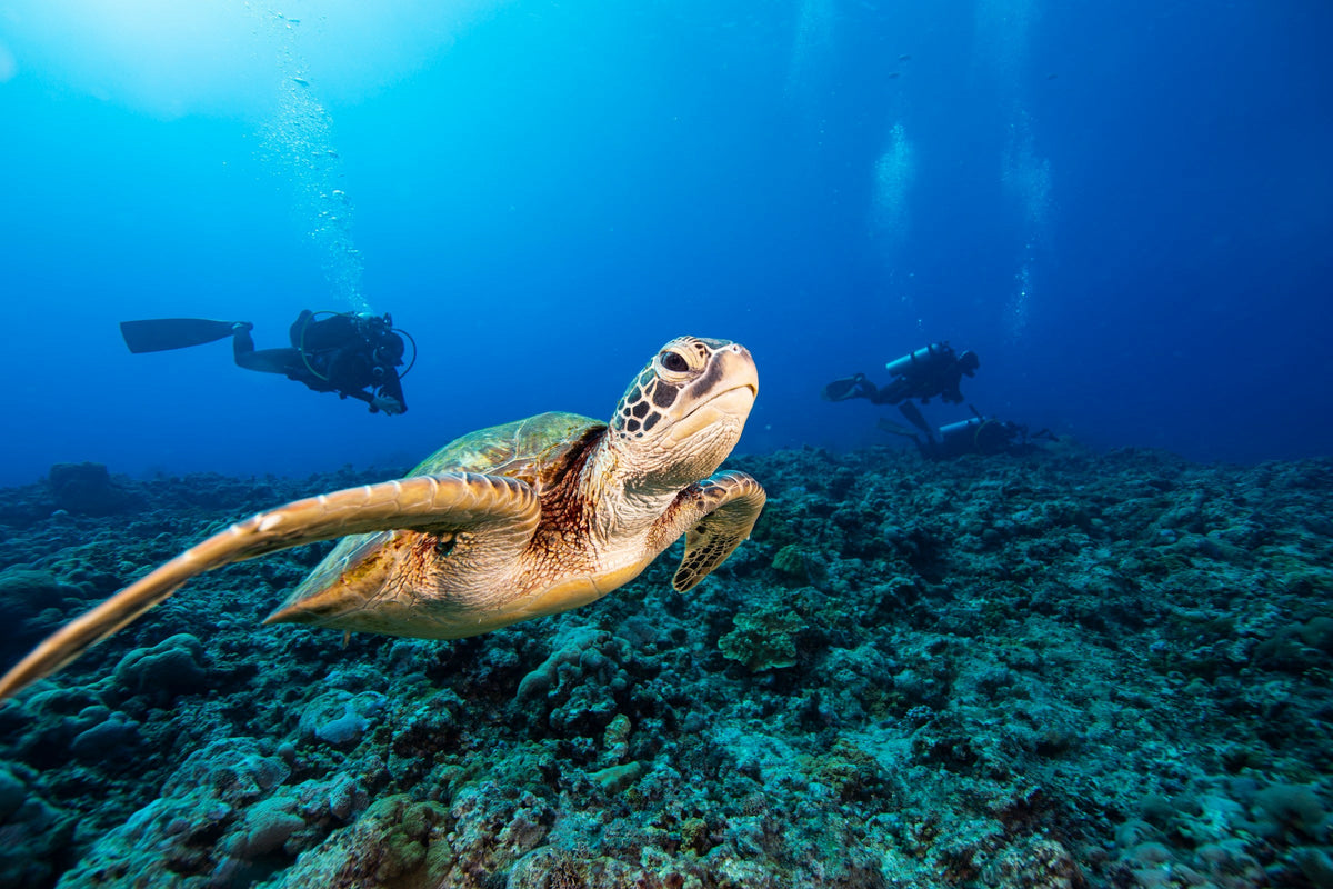 a green turtle swimming over a coral reef