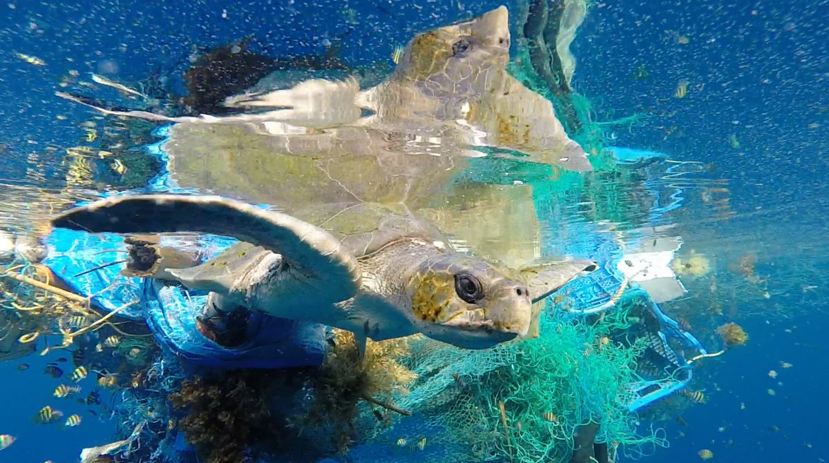 The Olive Ridley Project: Saving Sea Turtles in the Maldives