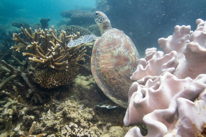 Green Sea Turtle on the Great Barrier Reef surrounded by beautiful, healthy corals