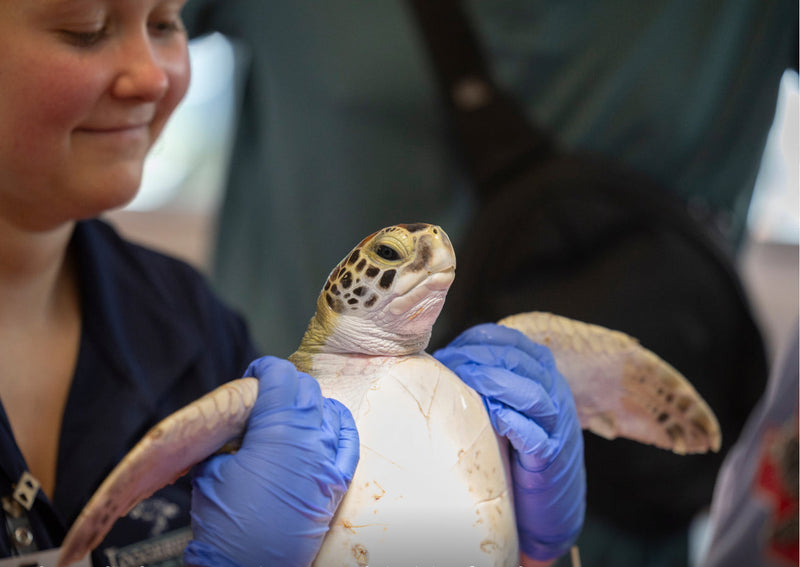 The medical team examines Bunny's incision from her surgery.