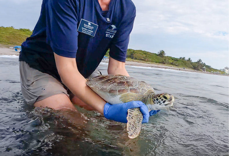 Bunny returning to the ocean: a moment made possible through rescue, rehabilitation, and continued support.